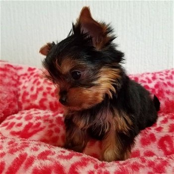 Pure Yorkshire Terrier-puppy's - 1