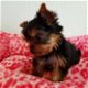 Pure Yorkshire Terrier-puppy's - 1 - Thumbnail