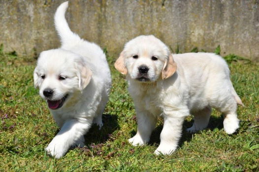 Mannelijke en vrouwelijke Golden Retriever-puppy's beschikbaar - 0