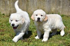 Mannelijke en vrouwelijke Golden Retriever-puppy's beschikbaar