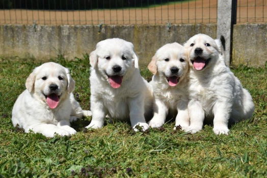 Mannelijke en vrouwelijke Golden Retriever-puppy's beschikbaar - 2