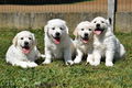 Mannelijke en vrouwelijke Golden Retriever-puppy's beschikbaar - 2 - Thumbnail