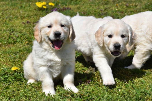 Mannelijke en vrouwelijke Golden Retriever-puppy's beschikbaar - 3