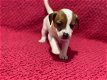Jack russel pups beschikbaar - 0 - Thumbnail