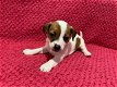 Jack russel pups beschikbaar - 1 - Thumbnail