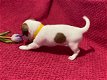 Jack russel pups beschikbaar - 2 - Thumbnail