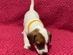 Jack russel pups beschikbaar - 3 - Thumbnail