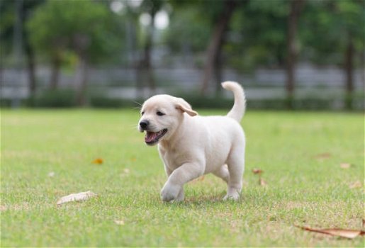 Labrador pups - 1