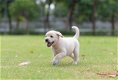 Labrador pups - 1 - Thumbnail