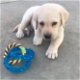 Labrador pups - 2 - Thumbnail
