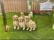 Cavapoo Pups