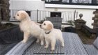 Golden Retriever-puppy's te koop - 0 - Thumbnail