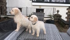 Golden Retriever-puppy's te koop