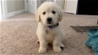 Golden Retriever-puppy's te koop - 1 - Thumbnail