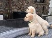 Golden Retriever-puppy's te koop - 2 - Thumbnail