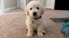 Golden Retriever-puppy's te koop - 3 - Thumbnail