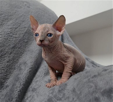 Mooie Sphynx Kittens - 2