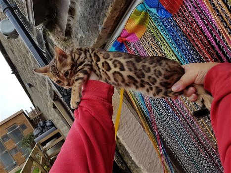 Stamboom en geregistreerde Bengaalse Kitte - 0