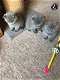 Britse kortharige kittens - 1 - Thumbnail