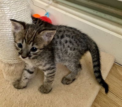 Mooie Savannah Kittens. - 0