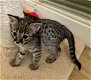 Mooie Savannah Kittens. - 0 - Thumbnail