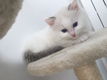 GCCF geregistreerde Ragdoll-kittens - 0 - Thumbnail