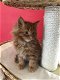 Gccf geregistreerde Maine Coon-kittens - 1 - Thumbnail