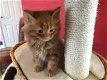 Gccf geregistreerde Maine Coon-kittens - 2 - Thumbnail