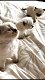 Pure ragdoll-kittens - 0 - Thumbnail
