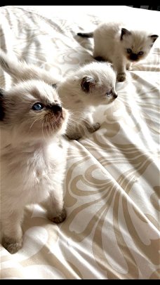 Pure ragdoll-kittens