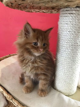 Gccf geregistreerde Maine Coon-kittens - 1