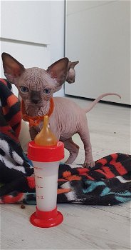 7 prachtige Sphynx kittens - 1