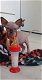 7 prachtige Sphynx kittens - 1 - Thumbnail