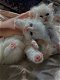 Stamboom Perzische kittens - 0 - Thumbnail