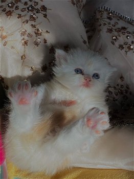 Stamboom Perzische kittens - 2
