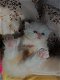 Stamboom Perzische kittens - 2 - Thumbnail