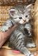 Zeer allergische Siberische kittens - 0 - Thumbnail