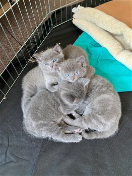 Pure Russische blauwe kittens - 0
