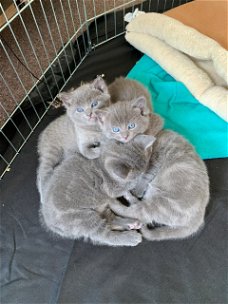 Pure Russische blauwe kittens