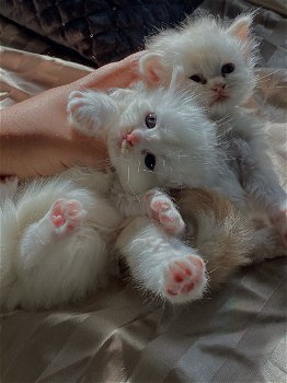 Stamboom Perzische kittens - 0