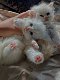Stamboom Perzische kittens - 0 - Thumbnail