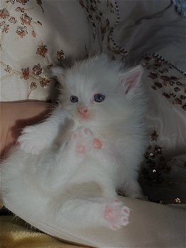 Stamboom Perzische kittens - 1