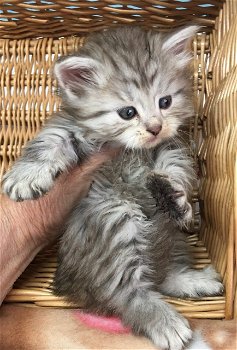 Zeer allergische Siberische kittens - 0