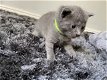 Pure Russische blauwe kittens - 0 - Thumbnail