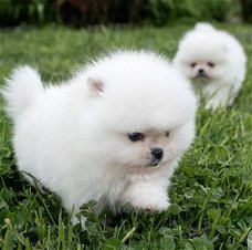 Mooie Pommeren pups voor adoptie.