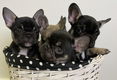 franse bulldog pups blauw en blauw bont - 0 - Thumbnail