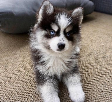 Pomsky pup F1 - 0