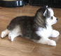 Pomsky pup F1 - 1 - Thumbnail