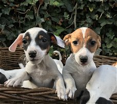 Jack Russell puppies te koop