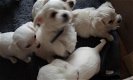 maltezer pups - 0 - Thumbnail